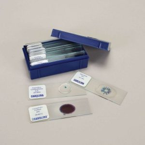 LAMINA FIJA HONGOS PARA PRINCIPIANTES 292428