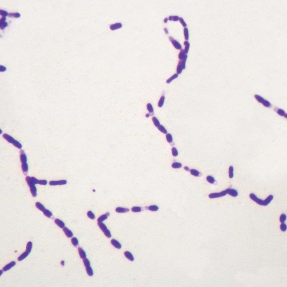 LAMINA ESPORAS BACTERIANAS 294228 CAROLINA BIOLOGICAL
