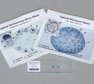 MONOCOT AND DICOT STEM SELF STUDY 302684
