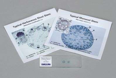 MONOCOT AND DICOT STEM SELF STUDY 302684