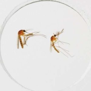PORTAOBJETOS DE MICROSCOPIO CULEX (MOSQUITO), PIEZA COMPLETA #308094