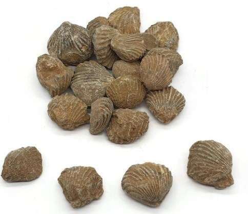 COLECCION 16 MUESTRAS DE FOSILES BRAQUIOPODOS 470026-780 WARDS