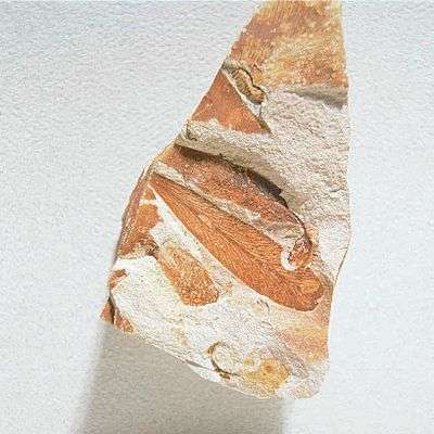 ESPECIMEN DE GLOSSOPTERIS 470027-546 VWR SCIENTIFIC