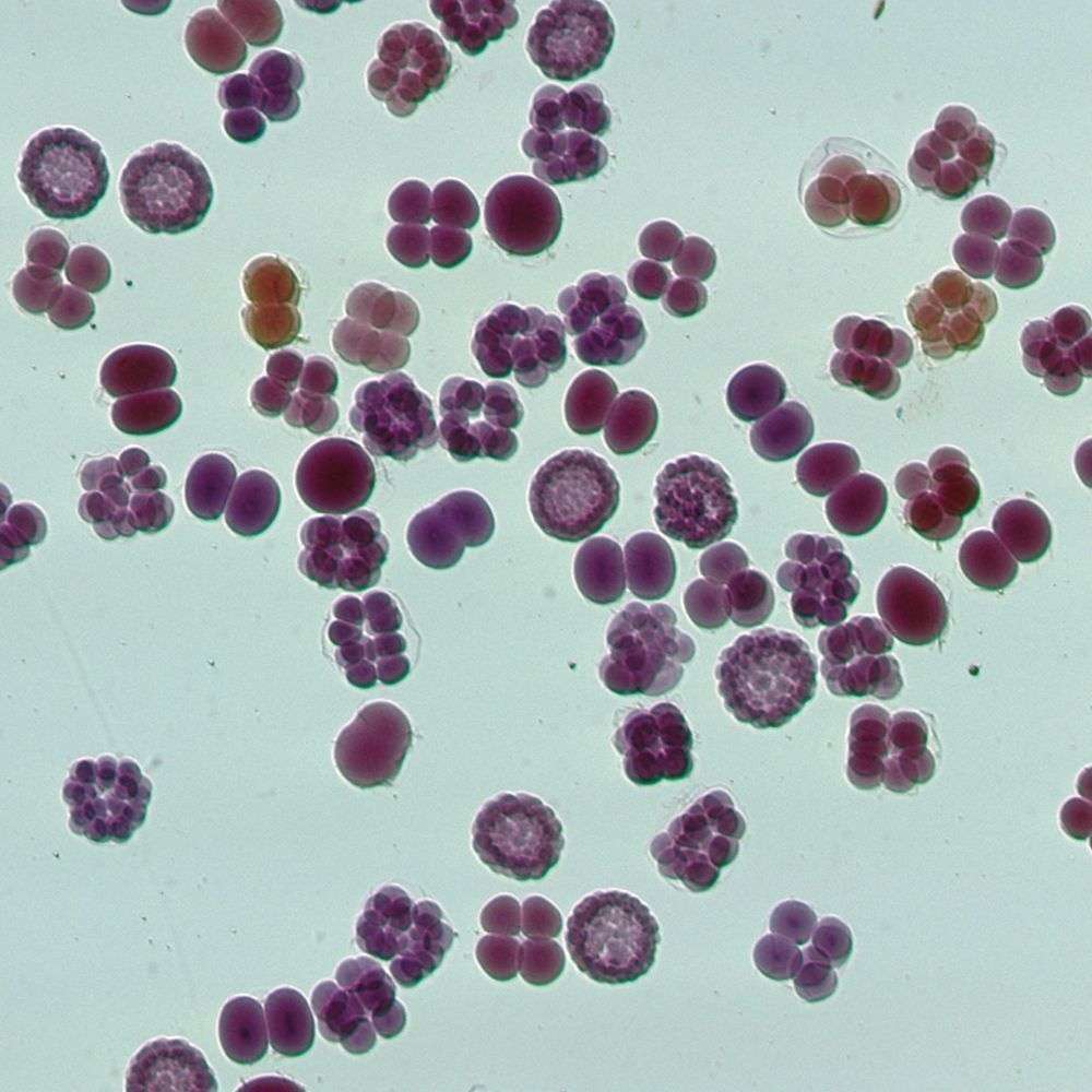 LAMINA DE DESARROLLO DE ESTRELLA DE MAR 311126 CAROLINA BIOLOGICAL