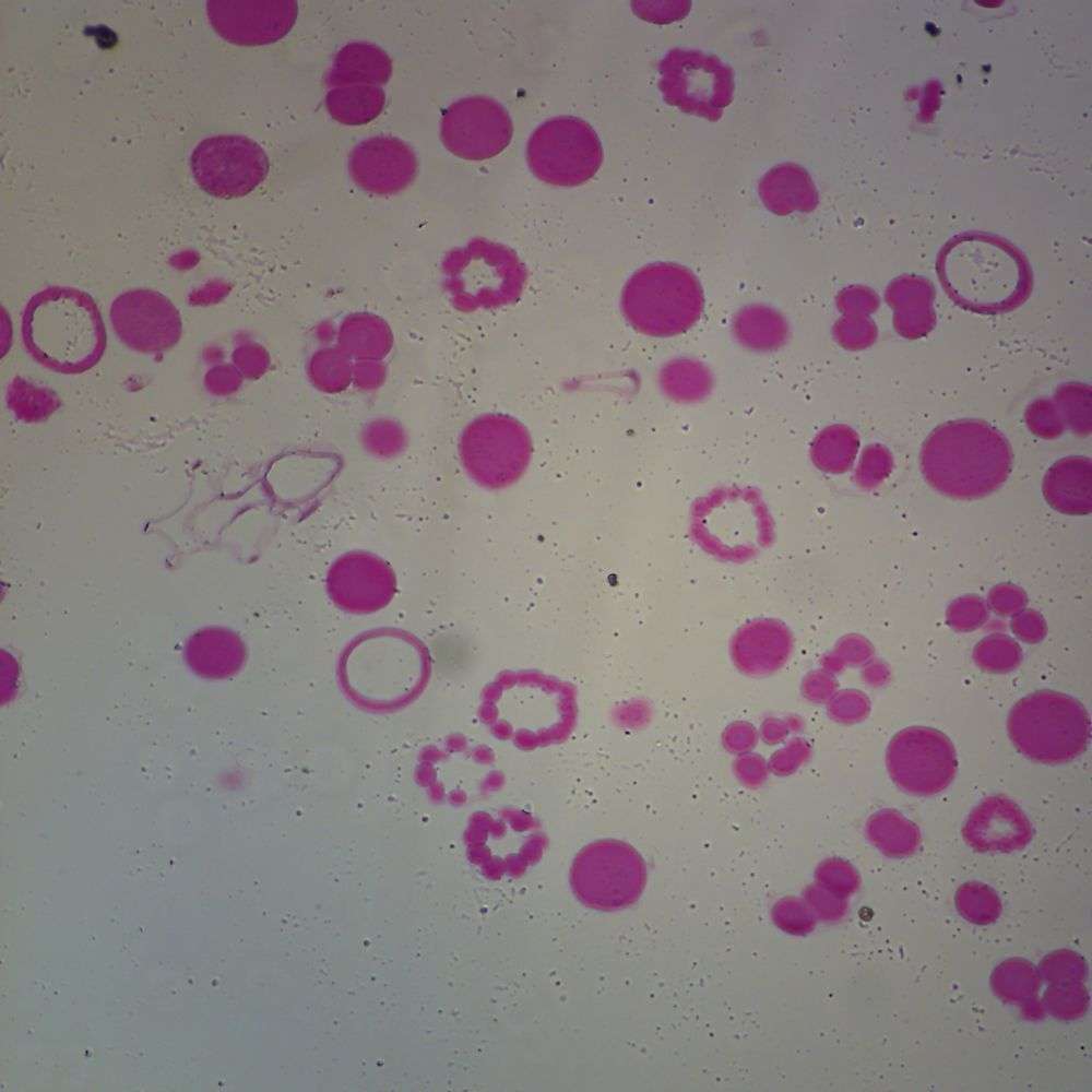 LAMINA DESARROLLO ESTRELLA DE MAR, 311132 CAROLINA BIOLOGICAL